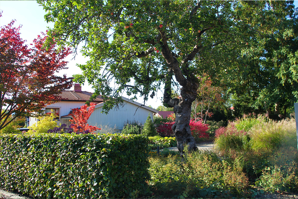 Foto på Blombergs park från vägen utanför. I förgrunden syns en välklippt bokhäck och ett stort äppelträd. Bakom dem syns olika perenner och buskar.