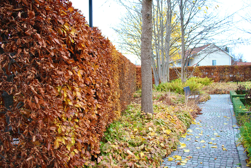Foto inifrån Kölnbacksparken under hösten. Den vänstra sidan av bilden kantas av en klippt bokhäck i höstiga färger. I resterande av bilden kan man se träd, sockblommor, ormbunkar och lite av de fyrkantiga planteringar där det växer pioner. 